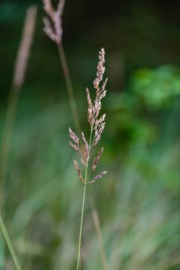 Sonbahar çimleri bents yeşil bir arka plana dayanır