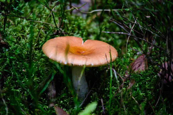 Mushrooms on green background — Stock Photo, Image