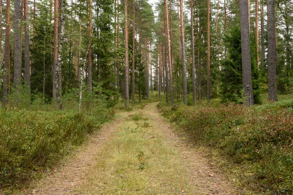 Camino del campo en el bosque —  Fotos de Stock