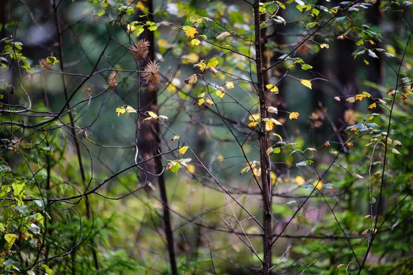 Autunno foglie color oro in piena luce solare — Foto Stock