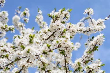 bahar beyaz renkli yaprakları parlak güneş ışığı altında