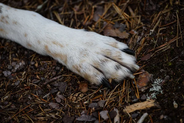 Happy dog paws in forest — Stock Photo, Image