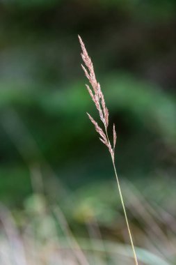 Sonbahar çimleri bents yeşil bir arka plana dayanır