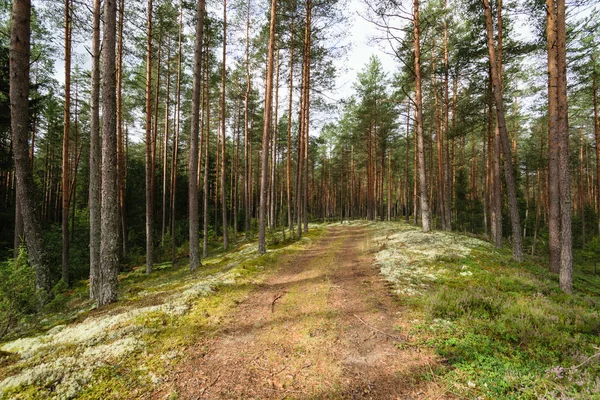 Country road in forest — Stock Photo, Image