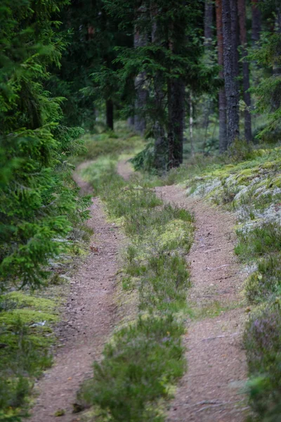 Route de campagne en forêt — Photo