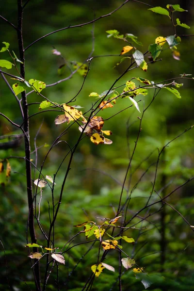 明るい日光の下で秋の金着色された葉 — ストック写真