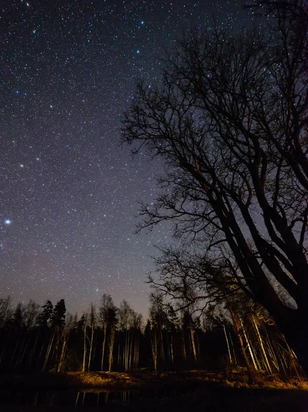 Colorata galassia Via Lattea visto nel cielo notturno attraverso alberi neri — Foto Stock