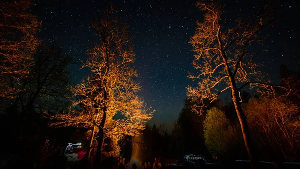 Colorida galaxia de la Vía Láctea vista en el cielo nocturno a través de árboles negros — Foto de Stock