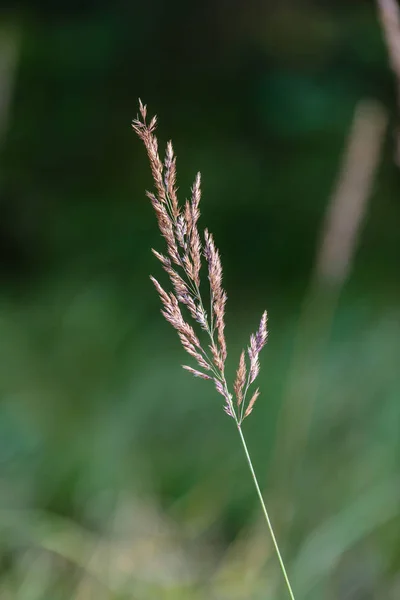 Autumn grass bents against green background — Stock Photo, Image