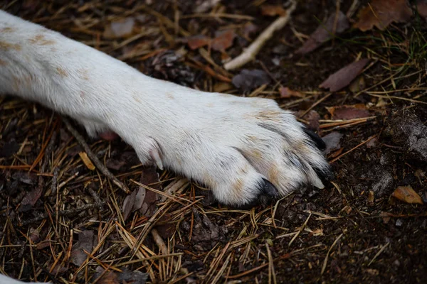 Happy dog paws in forest — Stock Photo, Image