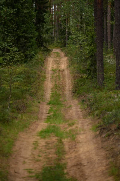 Ormanda köy yolu — Stok fotoğraf