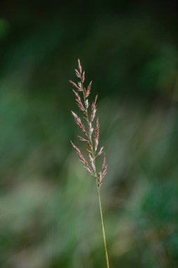 Sonbahar çimleri bents yeşil bir arka plana dayanır