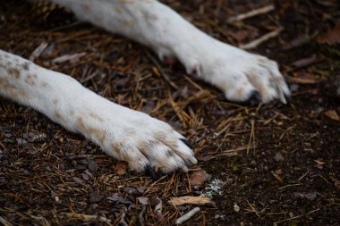 orman içinde mutlu köpek paws