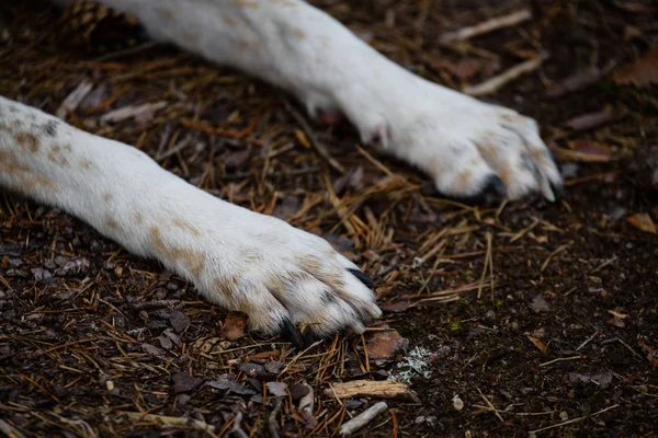orman içinde mutlu köpek paws