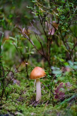 yeşil zemin üzerine mantar 