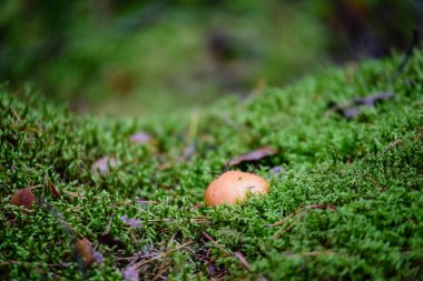 yeşil zemin üzerine mantar 