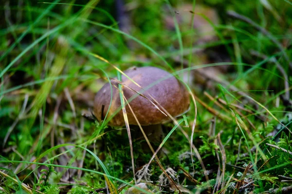 在绿色背景上的蘑菇 — 图库照片