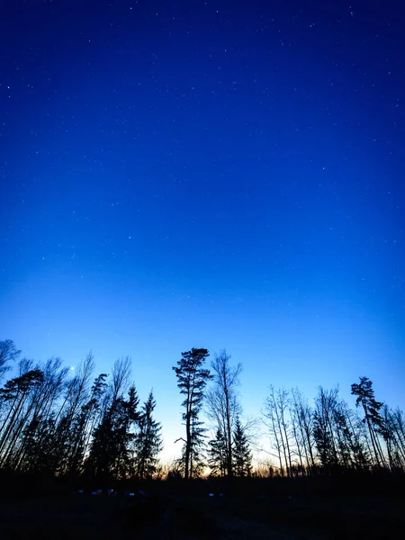 Céu noturno com estrelas na noite de inverno com árvores — Fotografia de Stock