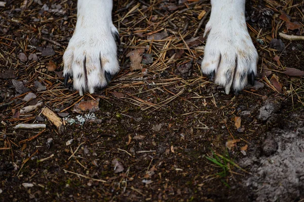 orman içinde mutlu köpek paws