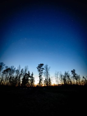 gece gökyüzü ile ağaçları ile kış gecesi yıldızlarda