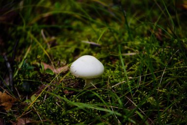 yeşil zemin üzerine mantar 