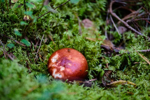 Houby na zeleném pozadí — Stock fotografie