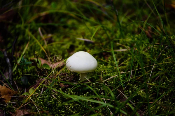 yeşil zemin üzerine mantar 