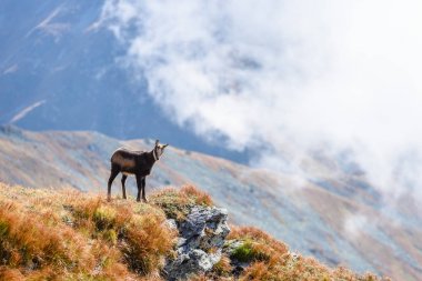 Dağlarda vahşi keçiler