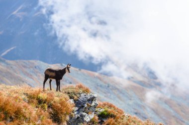 Dağlarda vahşi keçiler
