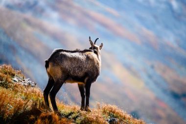 Dağlarda vahşi keçiler
