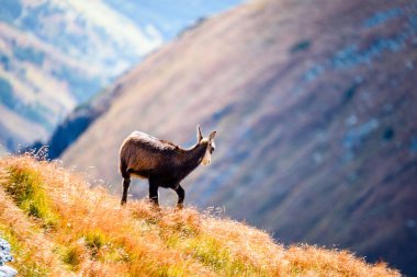 Dağlarda vahşi keçiler