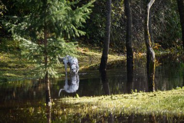 mutlu Dalmaçyalı köpek suya oynuyor