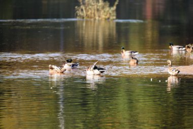 kuşlar gölde gündoğumu içinde iç içe geçirme