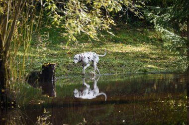 mutlu Dalmaçyalı köpek suya oynuyor