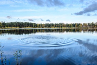 sonbahar renkli ağaçlar yansımaları WA ile göl kıyısında