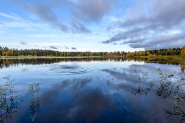sonbahar renkli ağaçlar yansımaları WA ile göl kıyısında