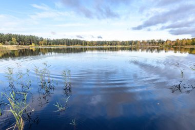 sonbahar renkli ağaçlar yansımaları WA ile göl kıyısında