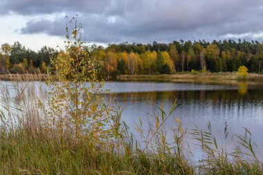 sonbahar renkli ağaçlar yansımaları WA ile göl kıyısında