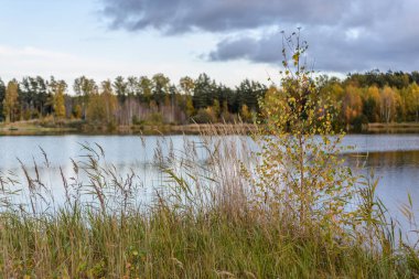 sonbahar renkli ağaçlar yansımaları WA ile göl kıyısında