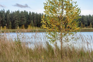 sonbahar renkli ağaçlar yansımaları WA ile göl kıyısında