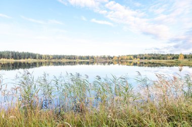 sonbahar renkli ağaçlar yansımaları WA ile göl kıyısında