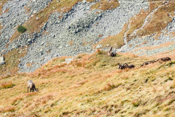 Capre selvatiche in montagna — Foto Stock