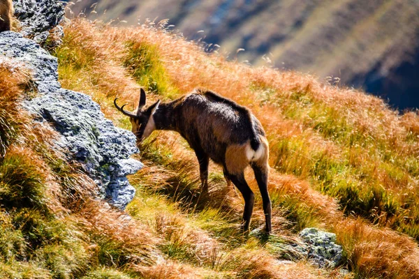 Dağlarda vahşi keçiler