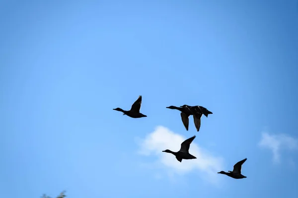 Patos voando no céu azul — Fotografia de Stock