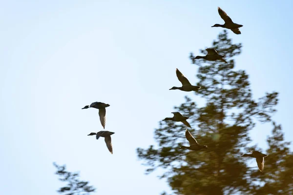 Ducks flying in blue sky — Stock Photo, Image