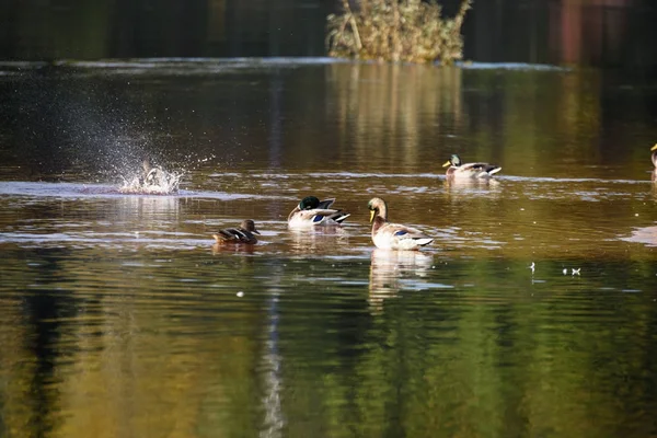 Aves anidando en el lago al amanecer — Foto de Stock