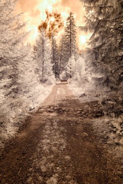 dağ manzara orman. kızılötesi görüntü