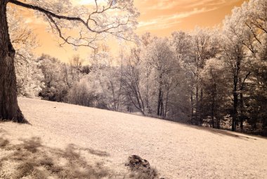 kamu Parkı Turaida Sigulda, Letonya görünümünde. kızılötesi görüntü