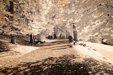 forest park içinde asfalt yol. kızılötesi görüntü