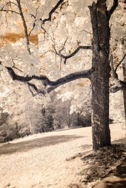 kamu Parkı Turaida Sigulda, Letonya görünümünde. kızılötesi görüntü
